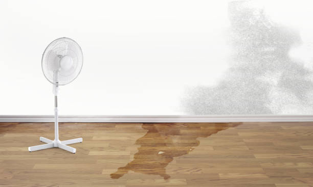 Best Flood damage cleanup  in Oneida, TN